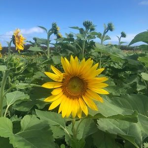 Meet your Posher, Abby